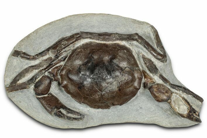 Exceptional Eocene Fossil Crab (Pulalius) - Washington State #355026